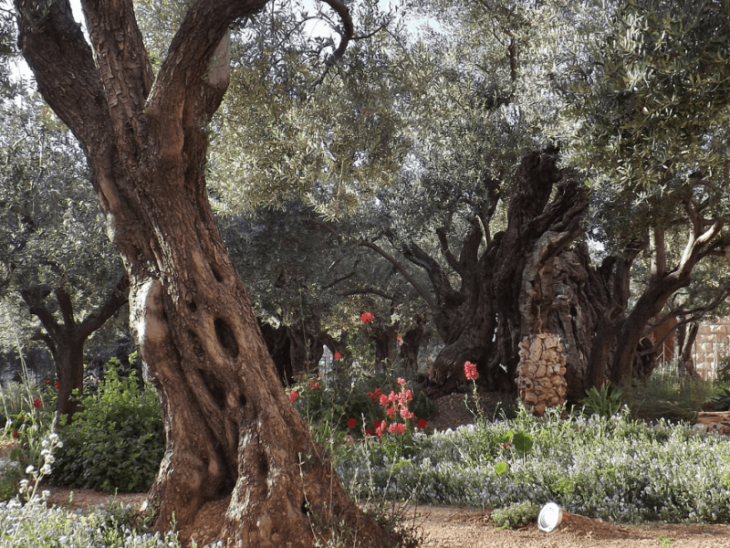 The Garden of&nbsp;Gethsemane